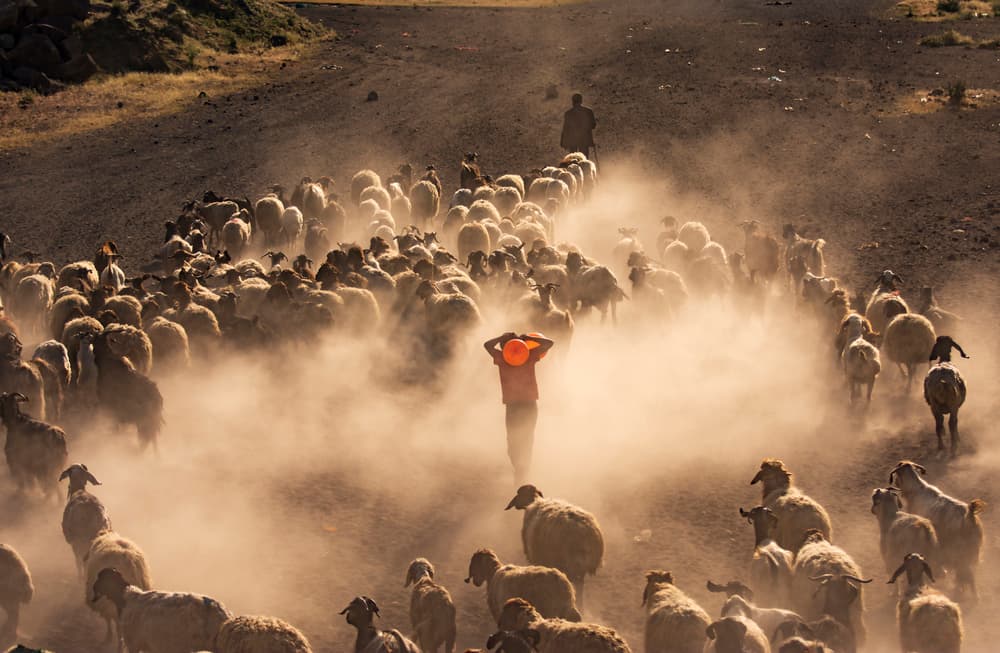 Sheep in Golden Dust by Murat Cacim — canvas wall art