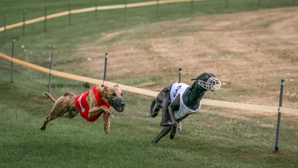 Fast Racing Greyhounds by Els Keurlinckx — canvas wall art