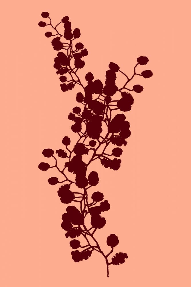 Peach Botanical Silhouette by cartissi — canvas wall art