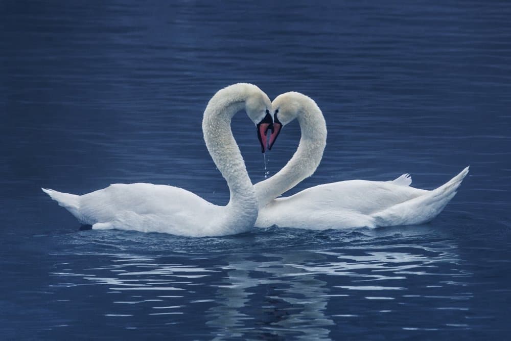 Swans Love Embrace by UU — canvas wall art