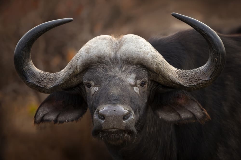 African Buffalo Gaze by Mario Moreno — canvas wall art