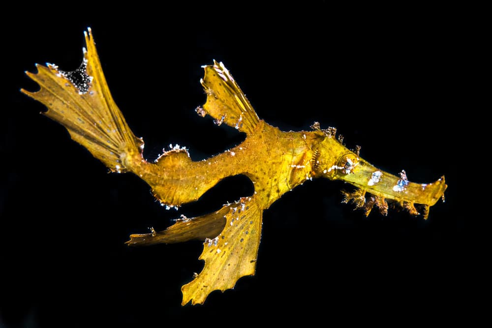 Vibrant Leafy Seadragon by Barathieu Gabriel — canvas wall art