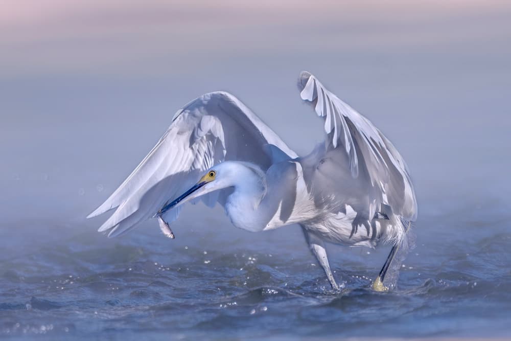 Snowy Egret Fishing by Qing Zhao — canvas wall art