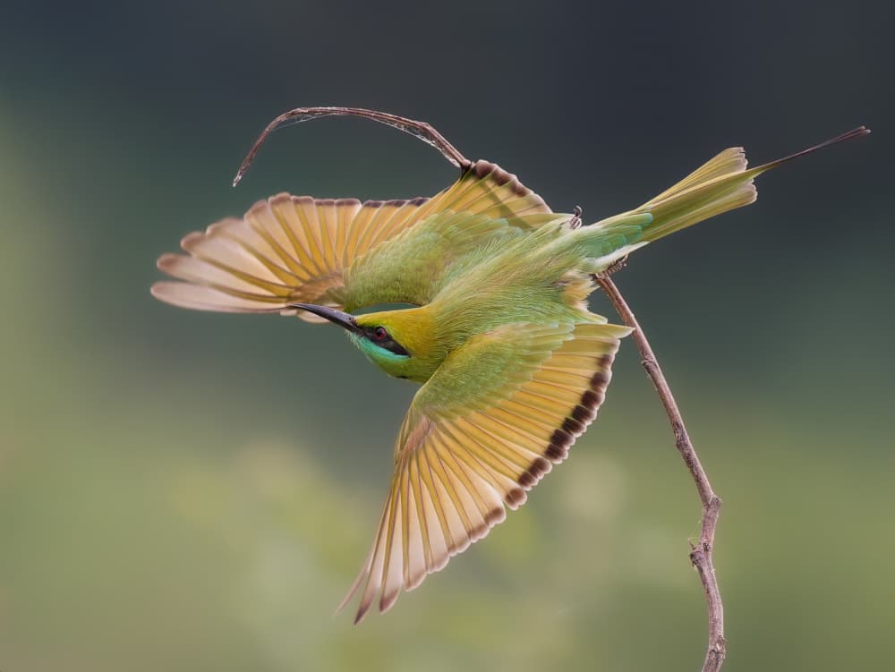 Green Bee-eater In Flight by Rajat Dhesi — canvas wall art