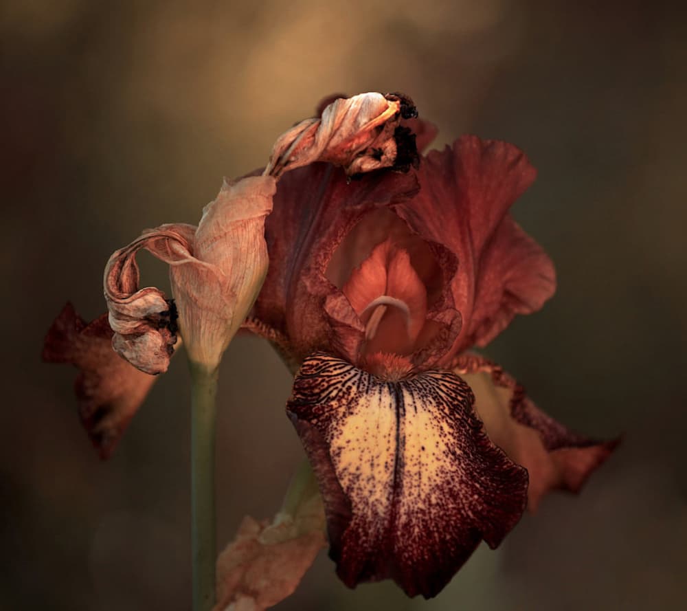 Fading Iris Bloom by Robin Wechsler — canvas wall art