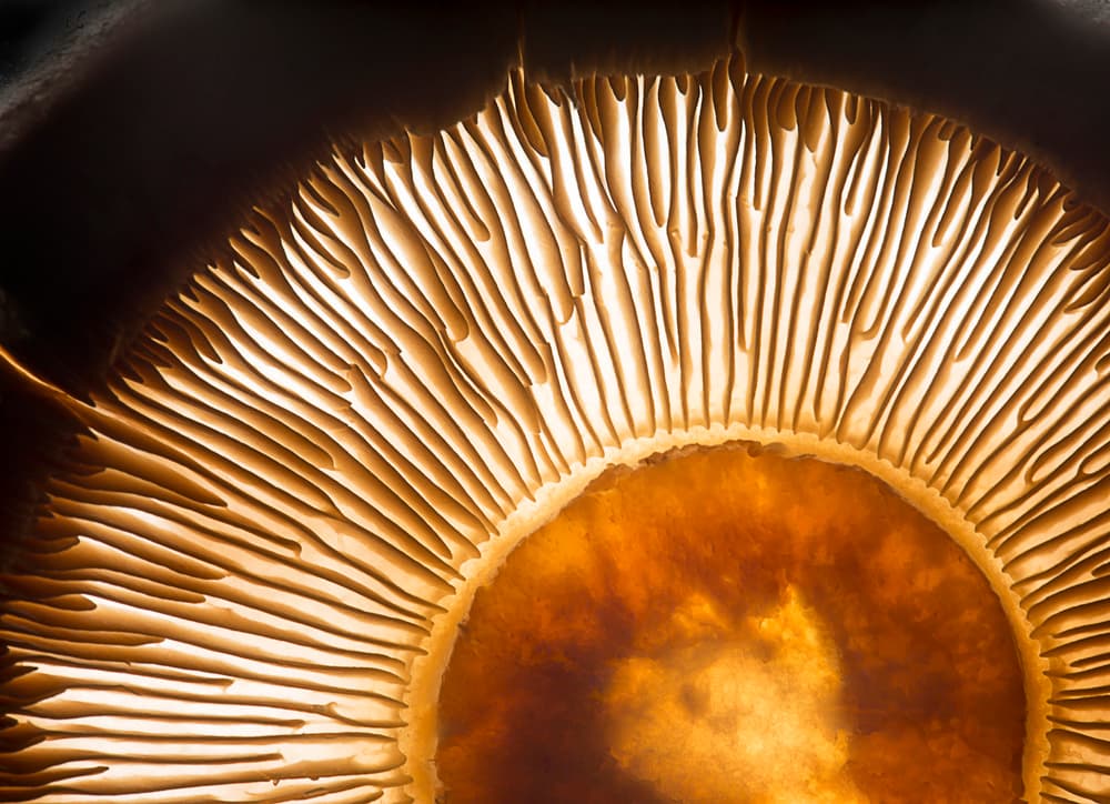 Glowing Mushroom Gills by Wieteke de Kogel — canvas wall art