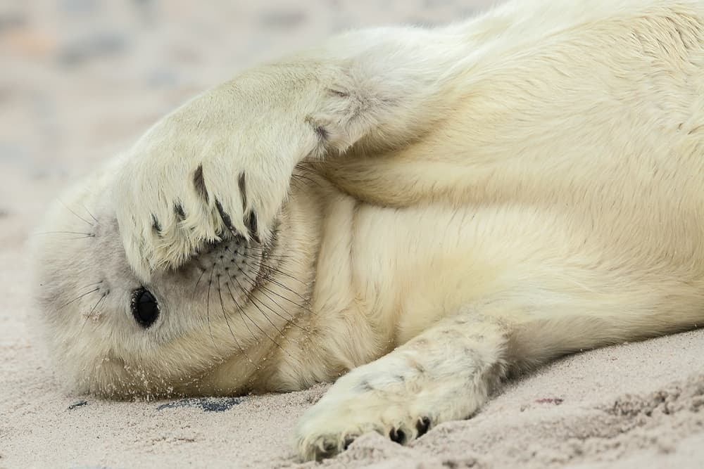 Shy Baby Seal by Hillebrand Breuker — canvas wall art
