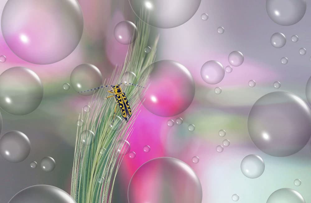 Dreamy Beetle and Bubbles by Thierry Dufour — canvas wall art