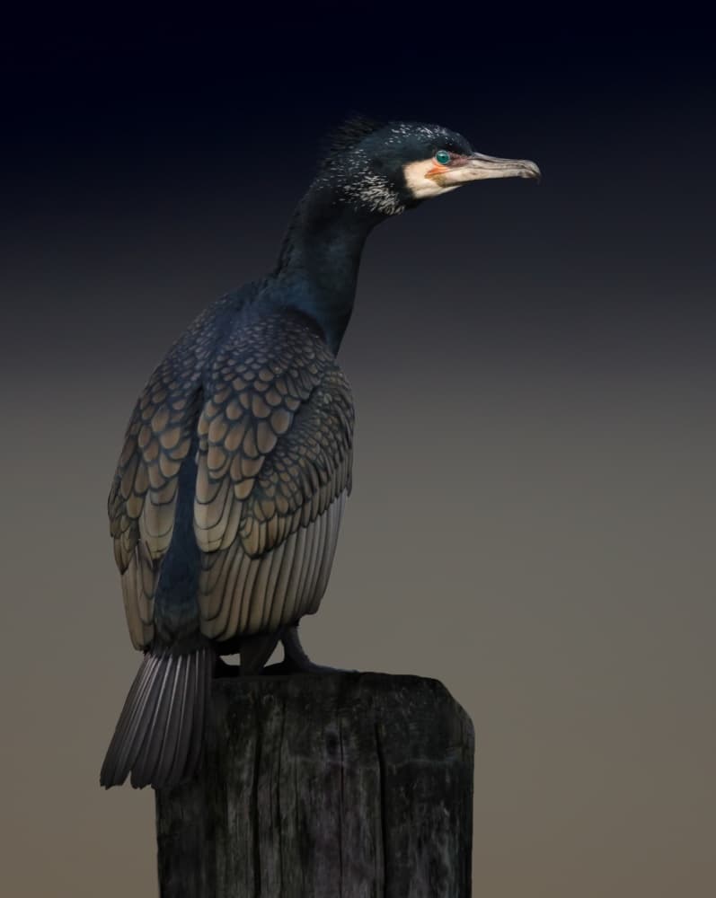 Cormorant palette by Martin Eilertsen — canvas wall art