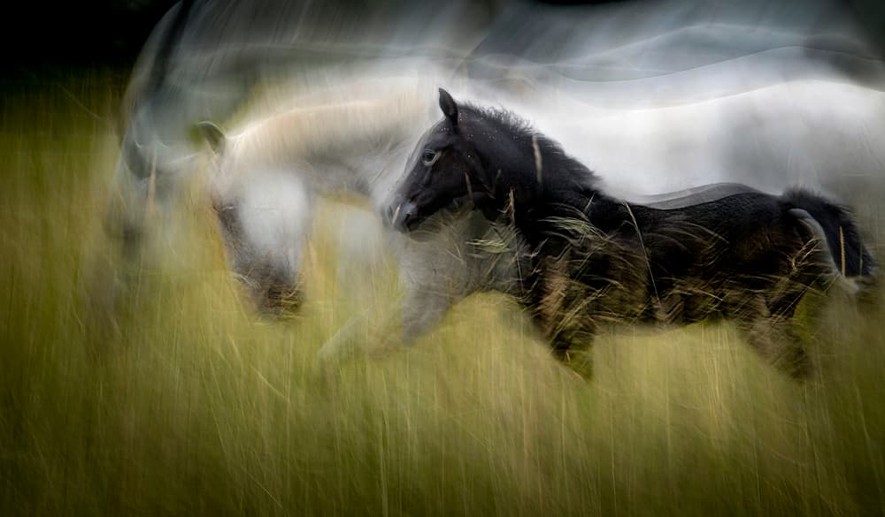 White Horse Black Foal by Milan Malovrh — canvas wall art