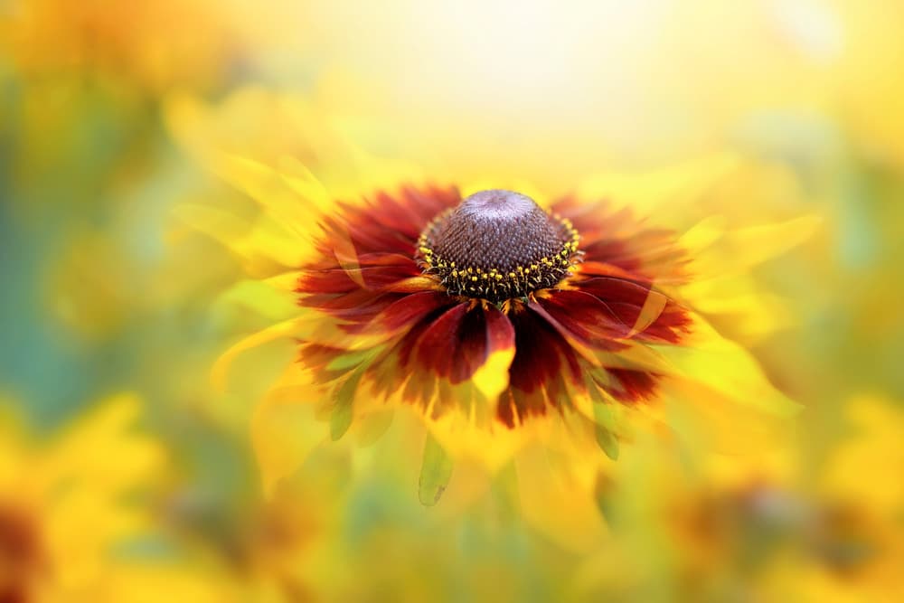 Golden Dream Bloom by Jacky Parker — canvas wall art