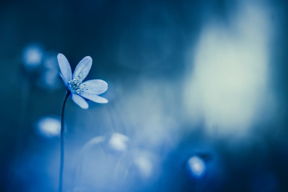 Serene Blue Bloom by Ulrike Eisenmann — canvas wall art