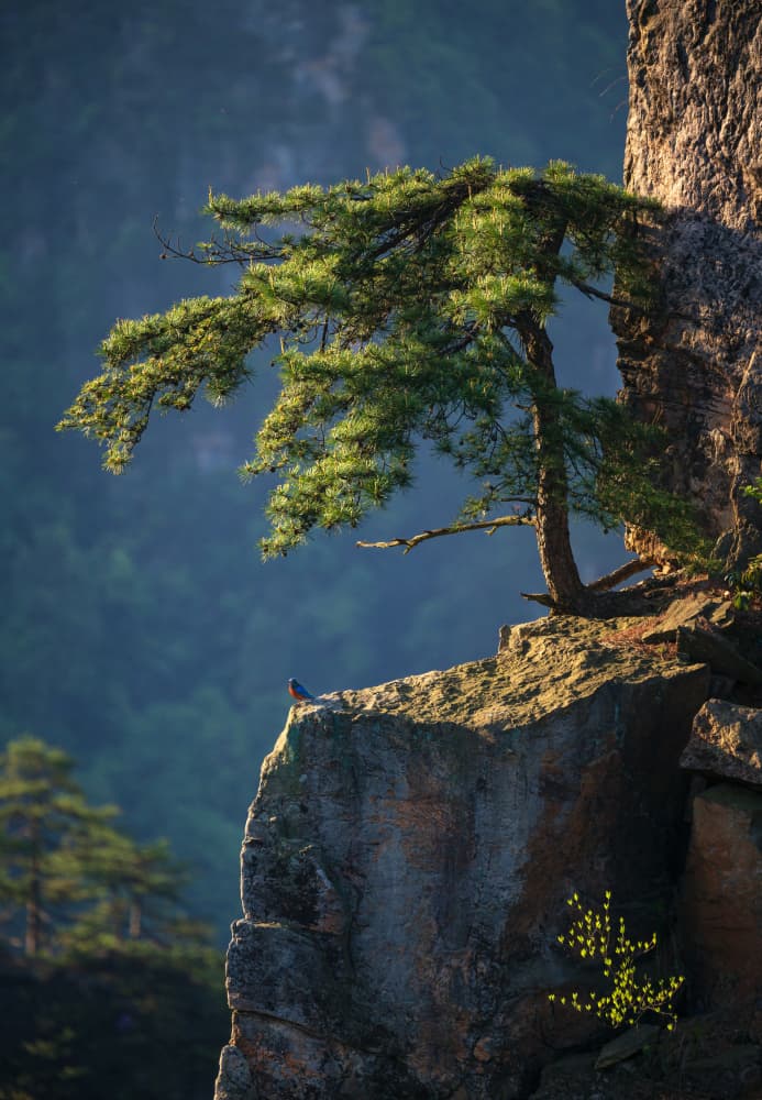 Bluebird on Cliff Edge by YY DB — canvas wall art