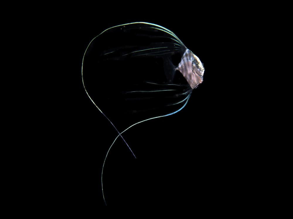 Ethereal Ocean Creature by Ilan Ben Tov — canvas wall art