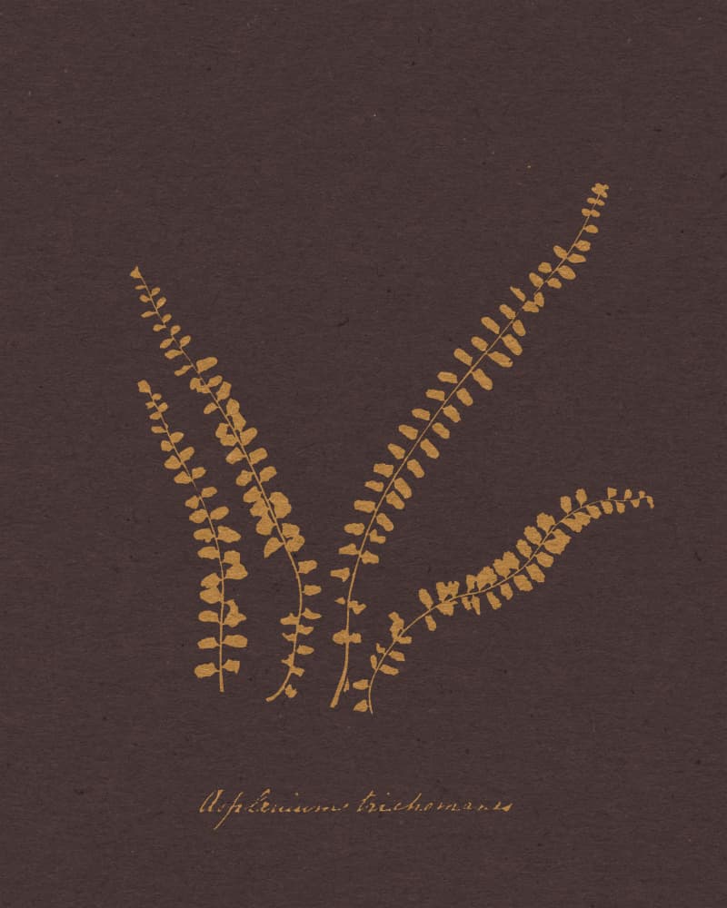 Golden Fern Botanical Study by Wild Violets — canvas wall art