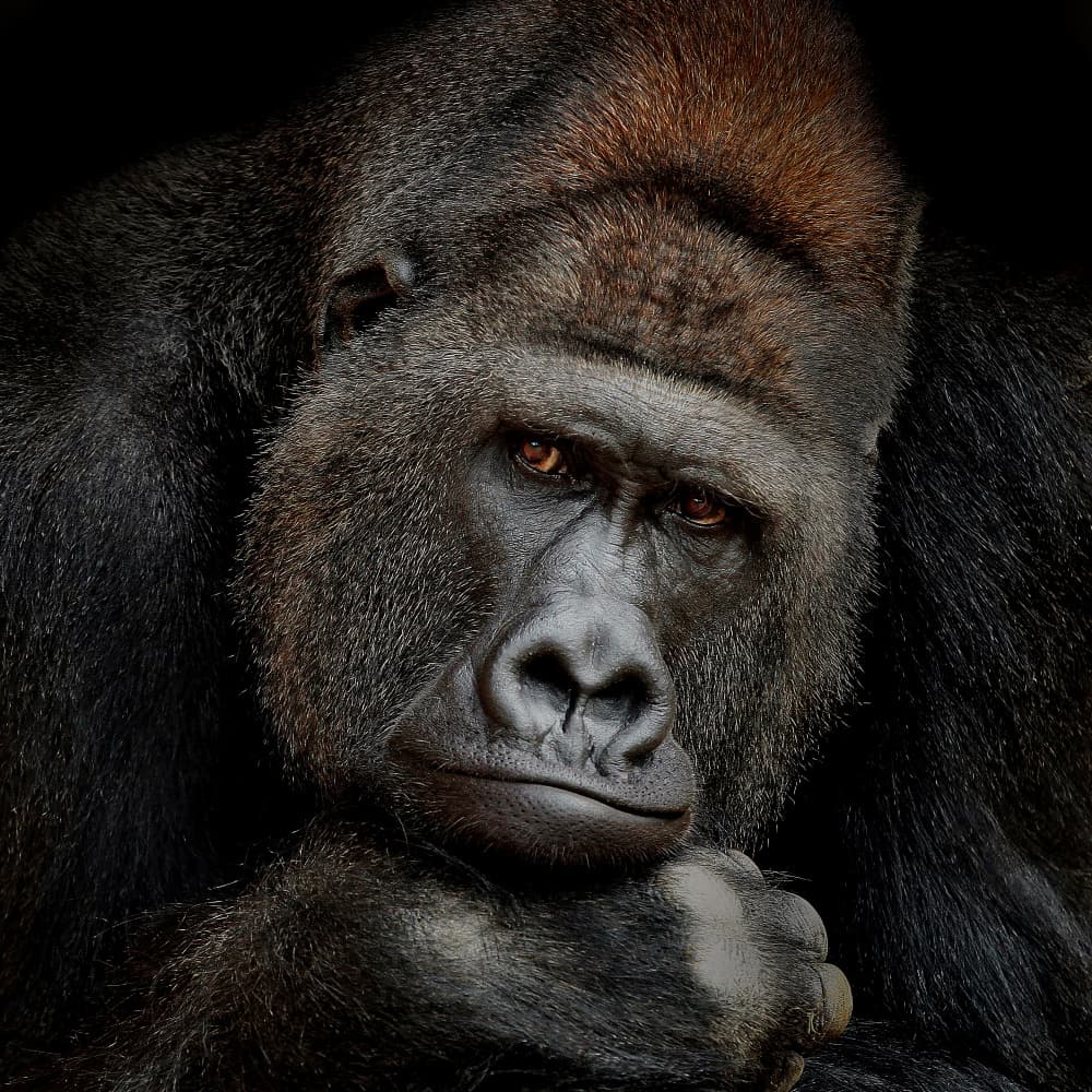 Pensive Gorilla Portrait by Antje Wenner-Braun — canvas wall art