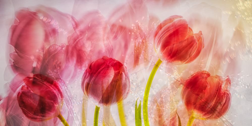 Dreamy Red Tulips by Hilda van der Lee — canvas wall art