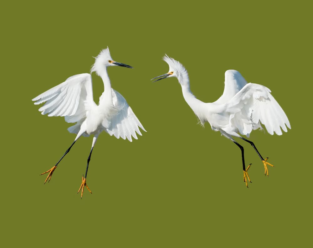 Dancing Snowy Egrets by Alex Li — canvas wall art