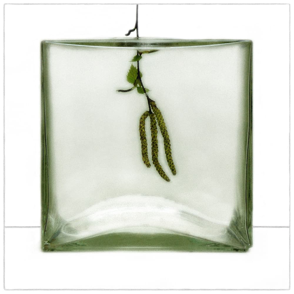 Birch Branch In Glass by Huib Limberg — canvas wall art