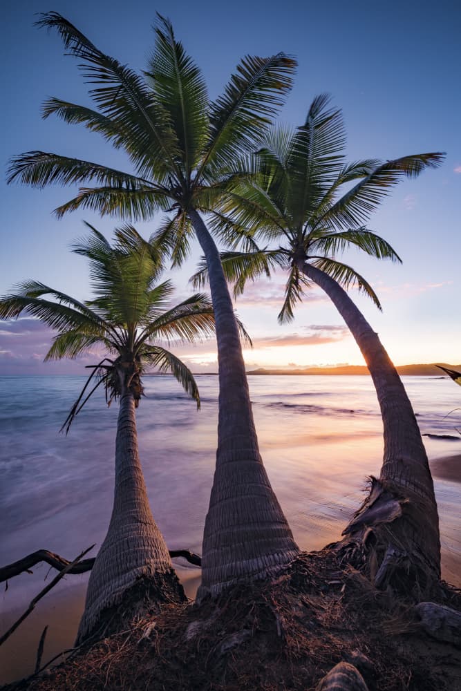 Palmy Twilight by Stefan Hefele — canvas wall art