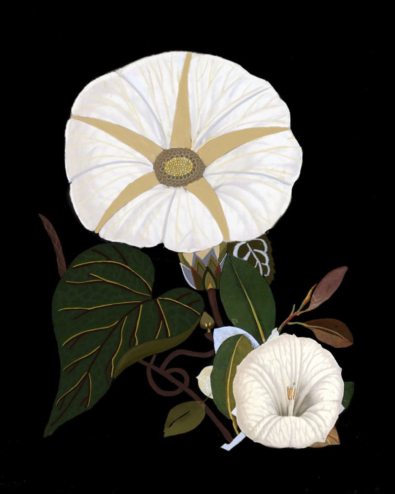 Elegant White Morning Glories by giovanna nicolo — canvas wall art