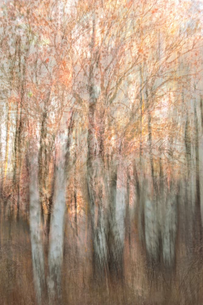 Blurred Autumn Forest