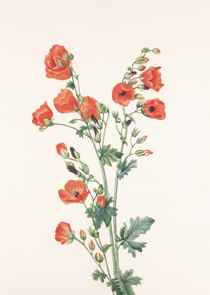 Scarlet Globe Mallow From North American Wildflowers (1925) By Mary Vaux Walcott by Mary Vaux Walcott — canvas wall art