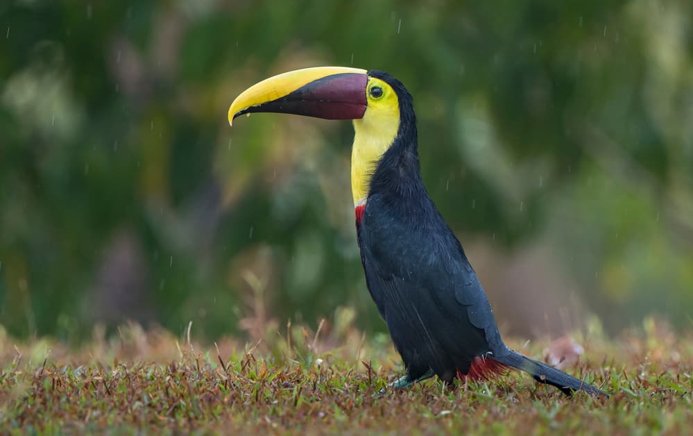 Vibrant Toucan in Rain by Greg Barsh — canvas wall art