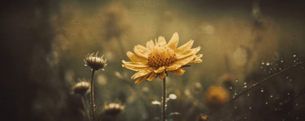 Golden Whisper by Treechild — canvas wall art