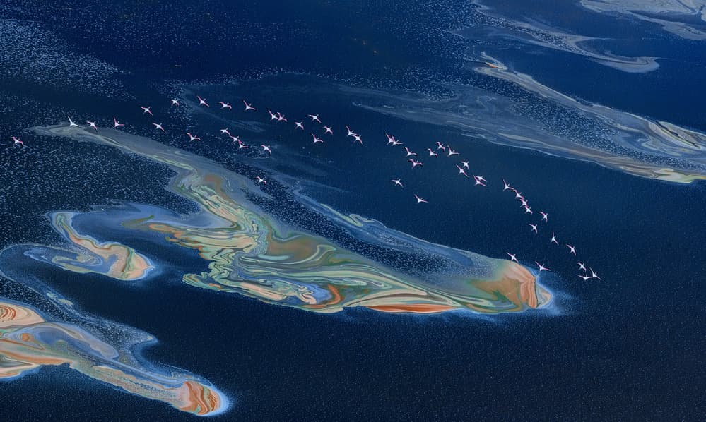Vibrant Salt Lake Flamingos by Jie Fischer — canvas wall art