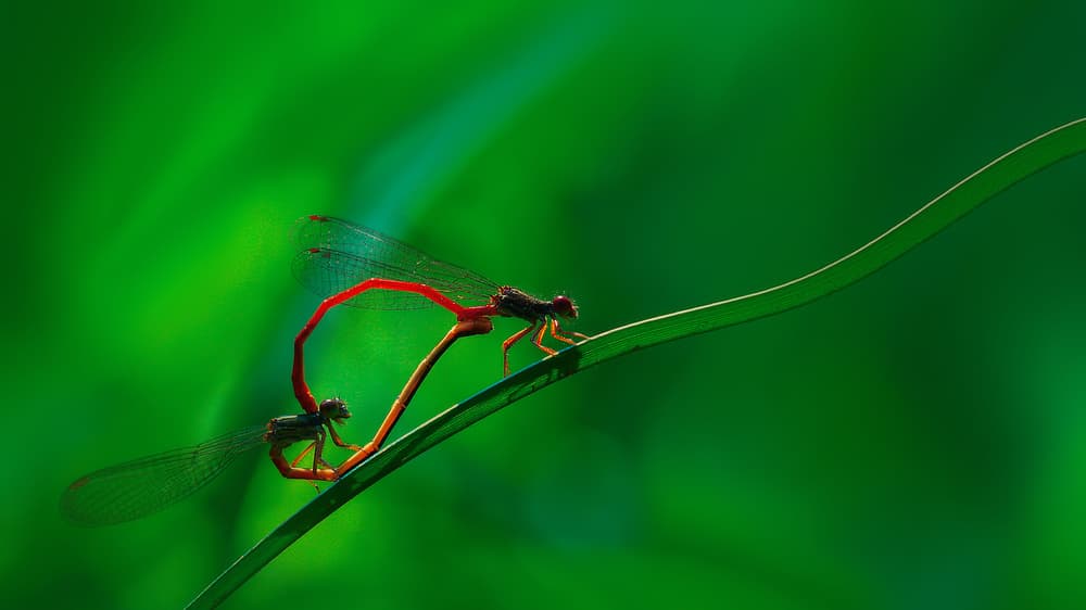 Delicate Damselfly Embrace by Jimmy Hoffman — canvas wall art