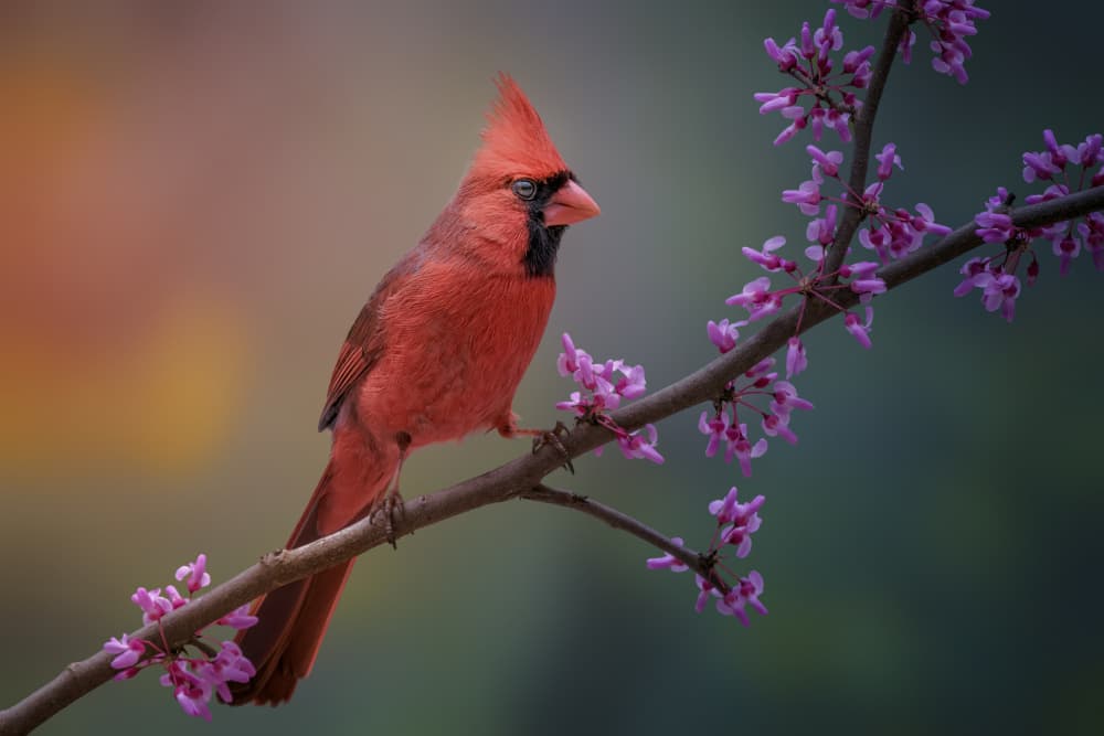 Red Cardinal and Blossoms by Jacob (Jian) Xu — canvas wall art