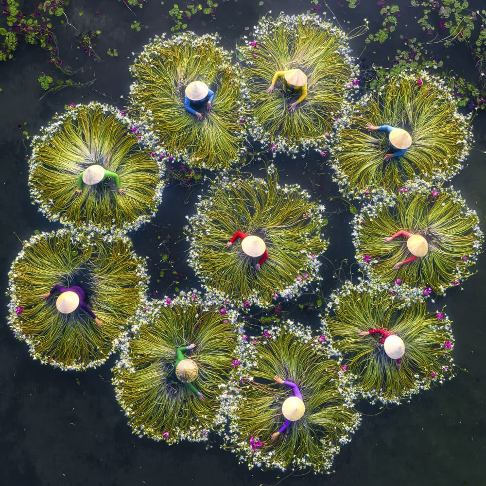 Lotus Pond Harvest by Nguyen Tan Tuan — canvas wall art