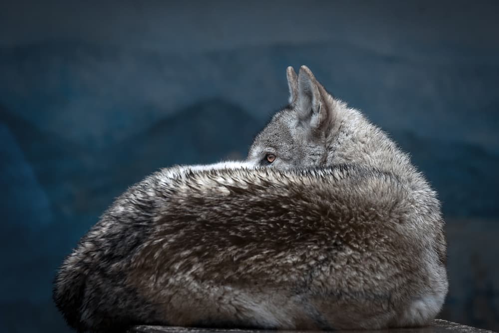 Curled Gray Wolf by Eiji Itoyama — canvas wall art