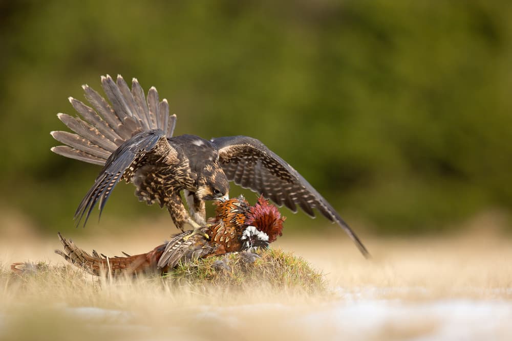 Wild Falcon Feast by Milan Zygmunt — canvas wall art