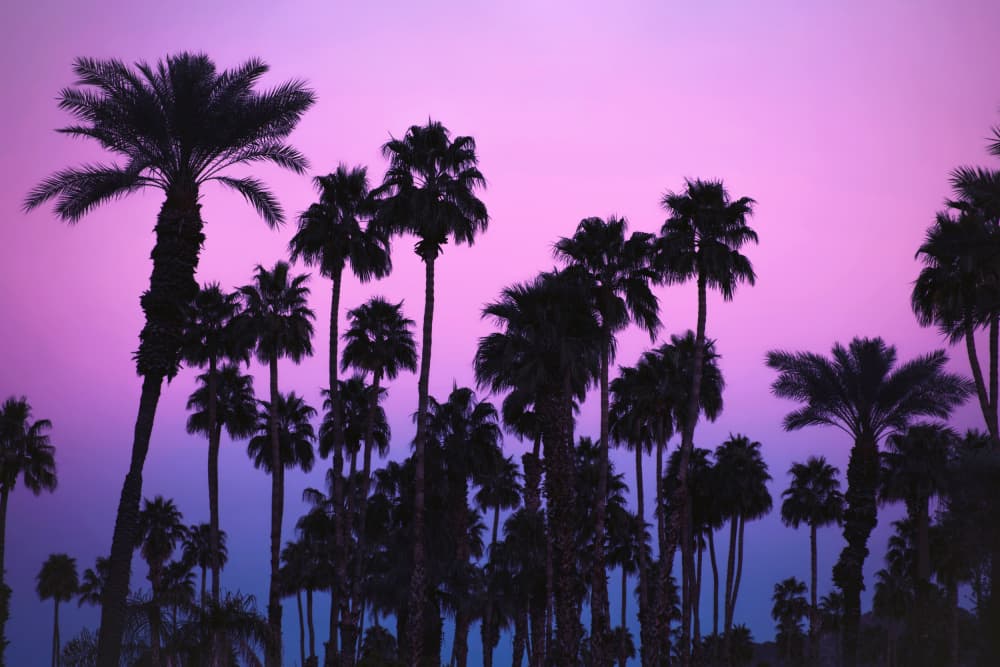 Vibrant Twilight Palms by Tim Mossholder — canvas wall art