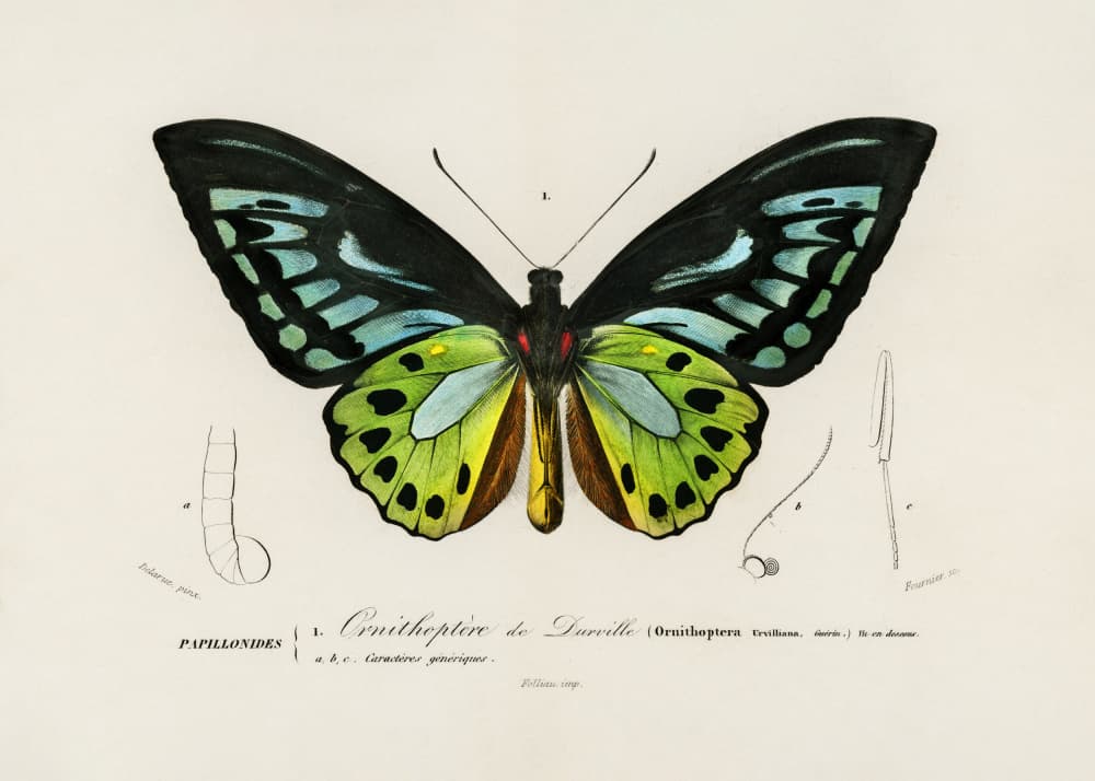 Green Birdwing Butterfly by Charles Dessalines D Orbigny — canvas wall art