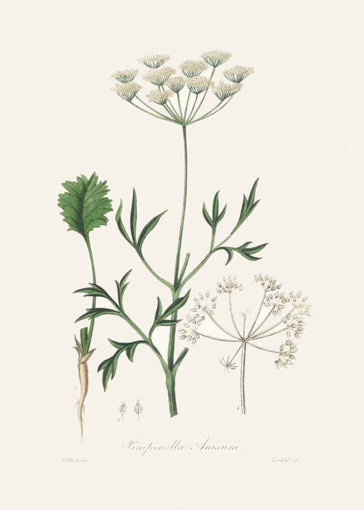 Aniseed (pimpinella Anisum) Medical Botany by John Stephenson and James Morss Churchill — canvas wall art