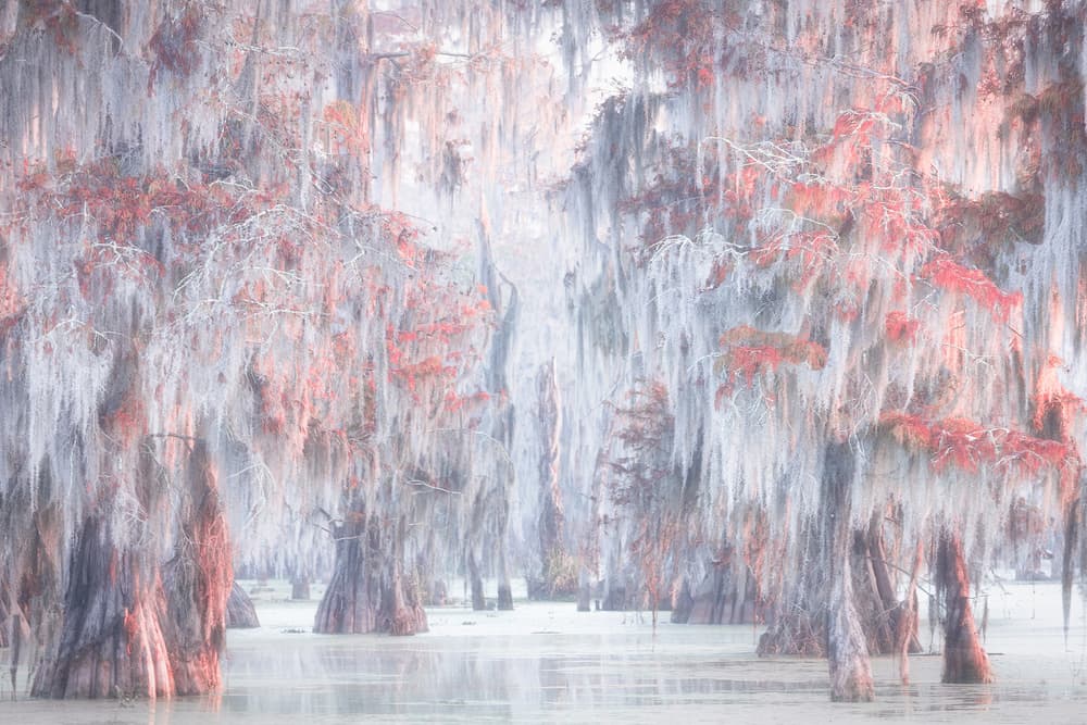 Misty Cypress Swamp by Roberto Marchegiani — canvas wall art