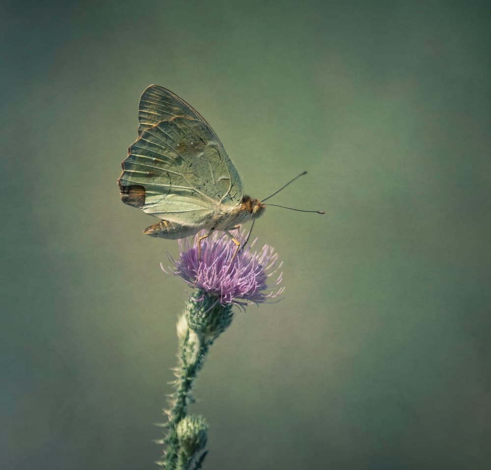 Delicate Thistle Butterfly by Wei Xu — canvas wall art