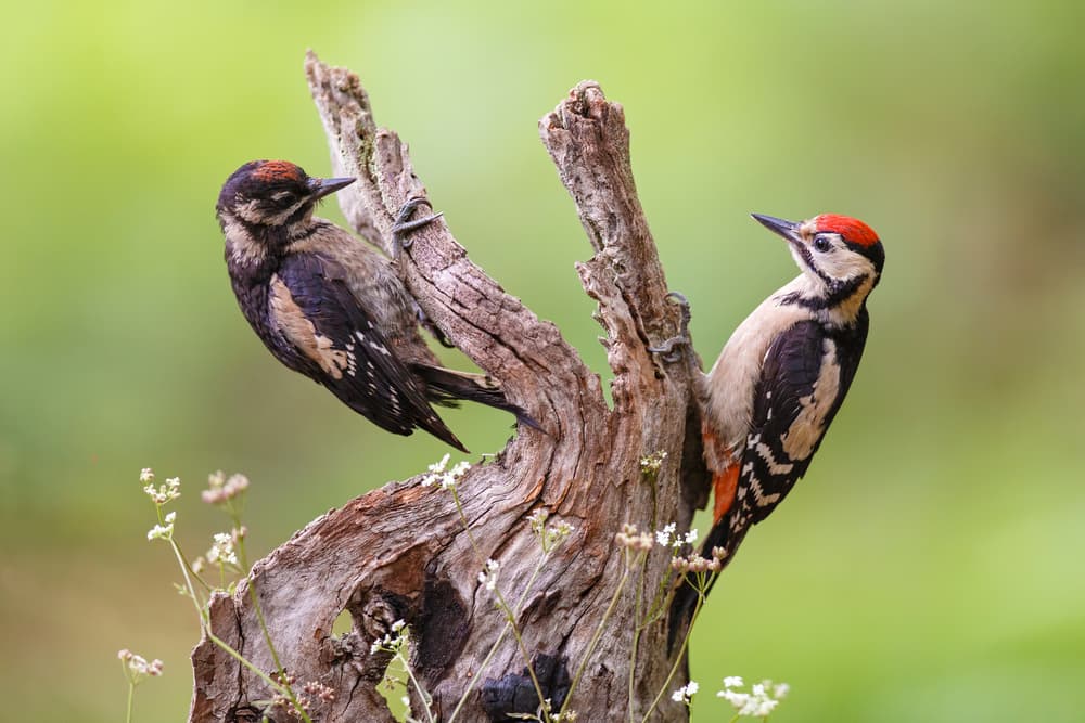 Woodpeckers on Stump by Mario Suárez — canvas wall art