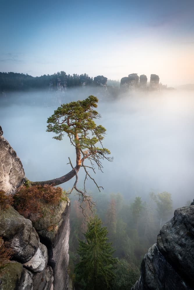Misty Cliffside Tree by Christoph Schaarschmidt — canvas wall art