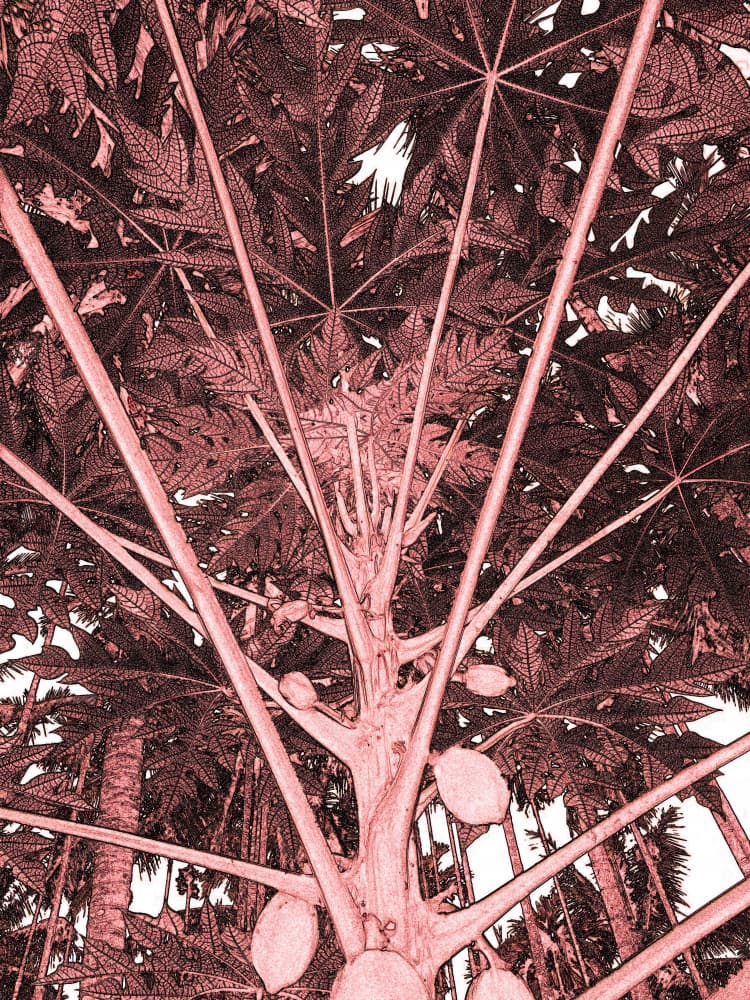 Tropical Papaya Tree by Santhosh ch — canvas wall art