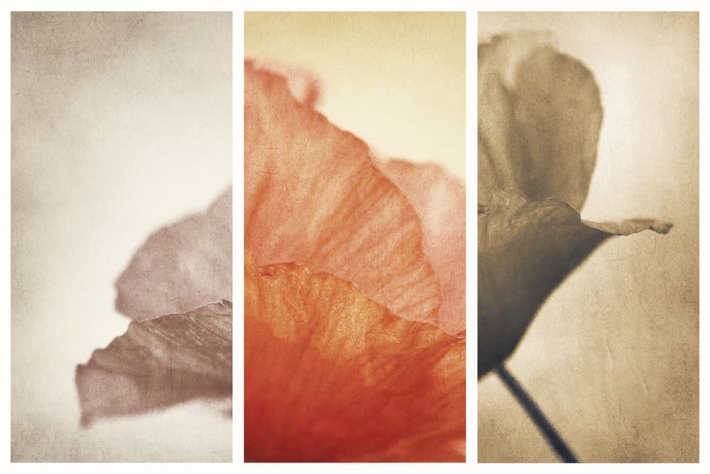 Soft Poppy Petals by Gustav Davidsson — canvas wall art