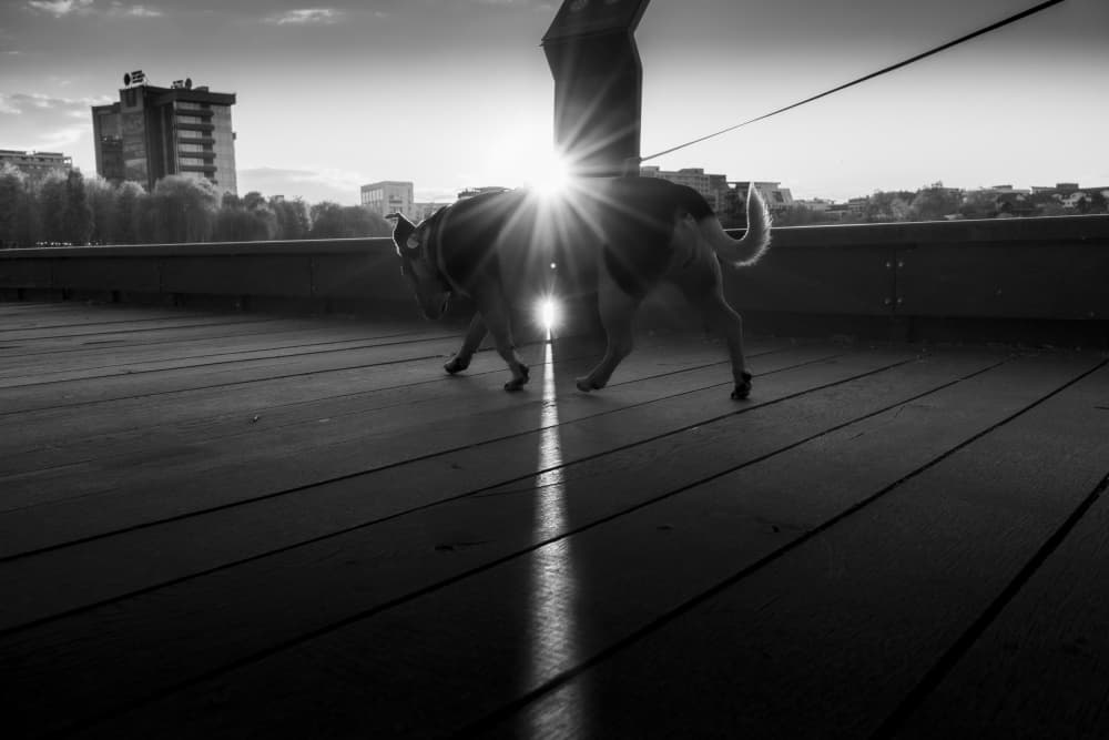 Dog Walk Sun Burst by Alin Federiga — canvas wall art