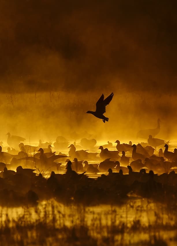 Golden Geese Flight by Alfred Forns — canvas wall art