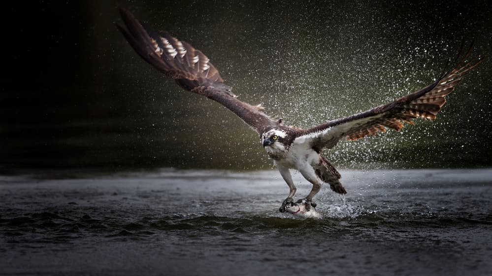Osprey Catching Fish by Phillip Chang — canvas wall art