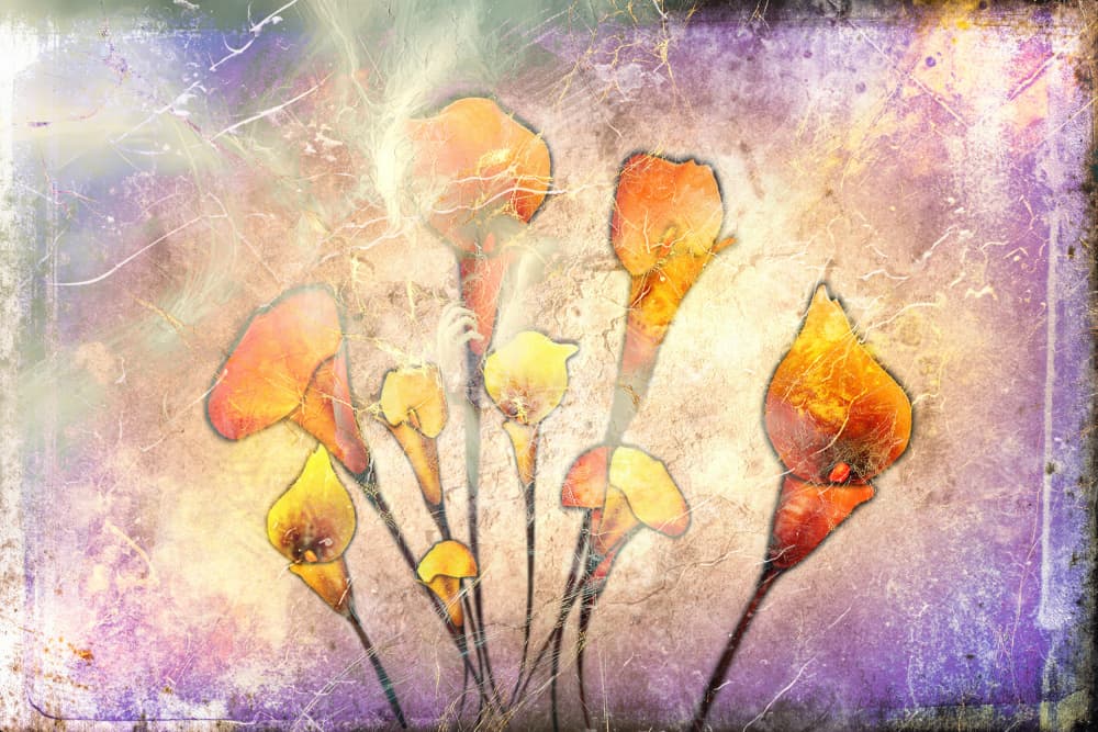 Dreamy Calla Blooms by Rafal Kulik — canvas wall art