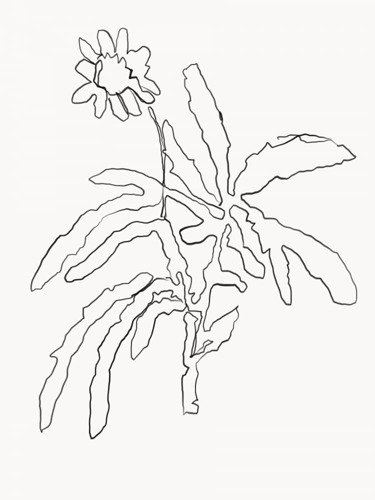 Botanical Line Drawing by The Printable Studio — canvas wall art
