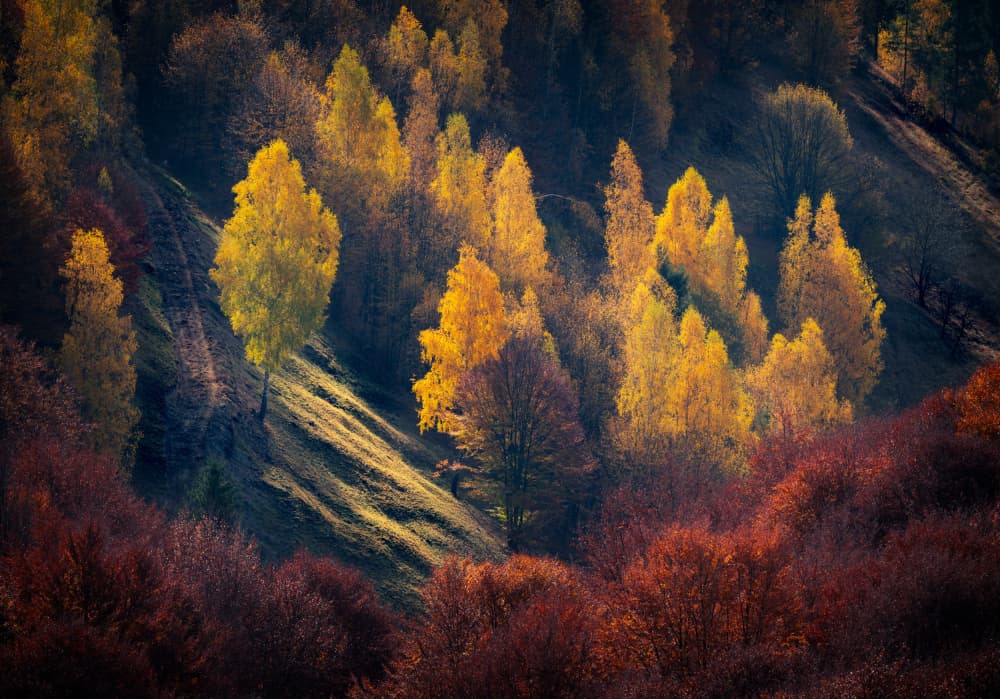 Golden Autumn Forest by Haim Rosenfeld — canvas wall art